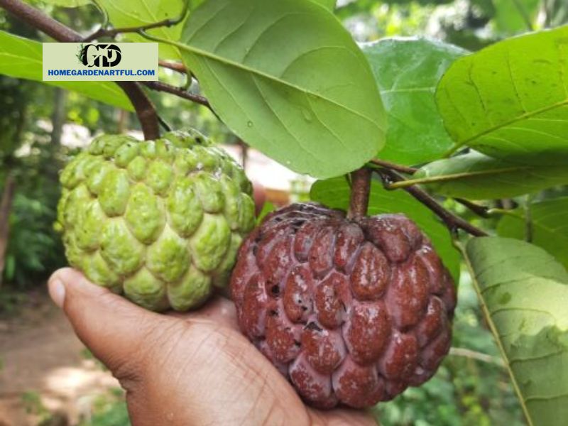 Requirements for Red Custard Apple Tree Growth