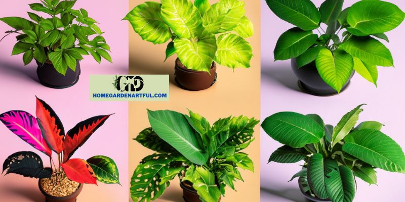 Different Calathea Varieties and Their Light Preferences