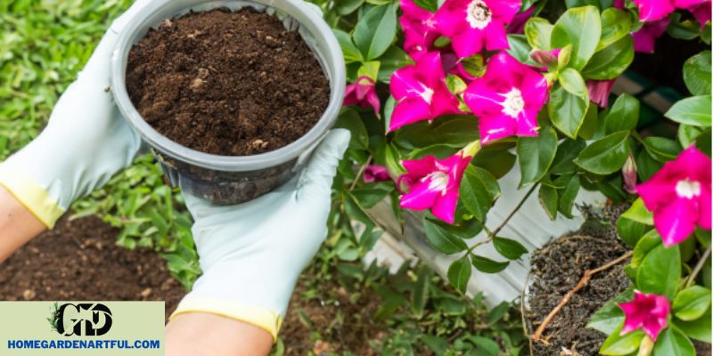Choosing the Right Soil and Planting Mandevillas