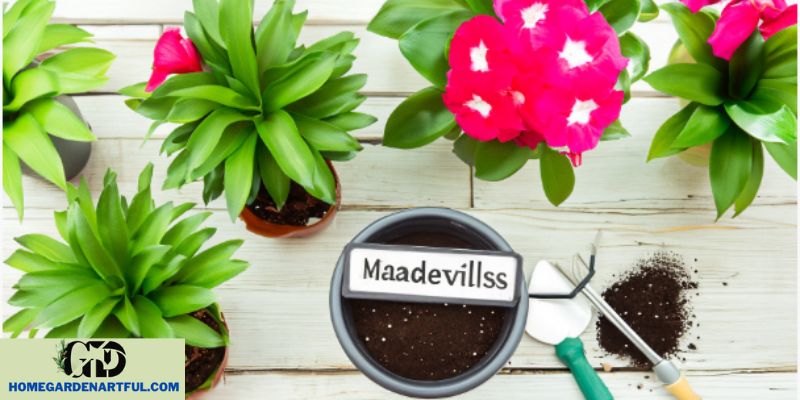 Fertilizing Strategies for Healthy Mandevillas