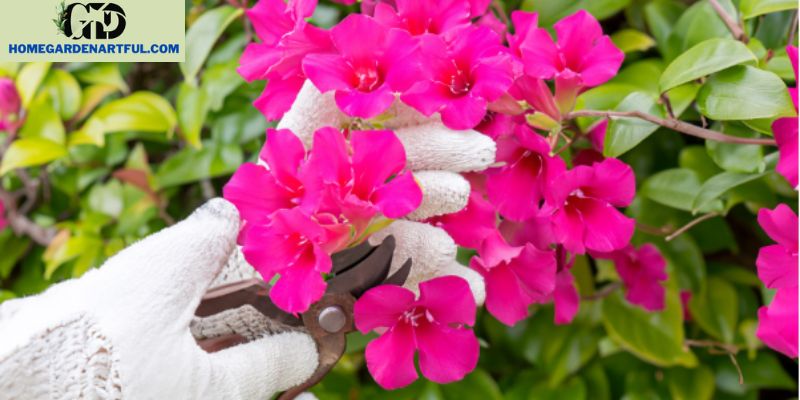 Pruning and Maintenance Tips for Mandevillas