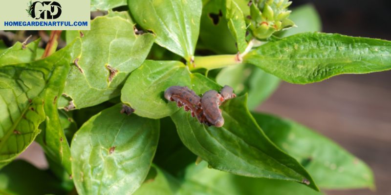 Common Diseases and Pests of Vinca