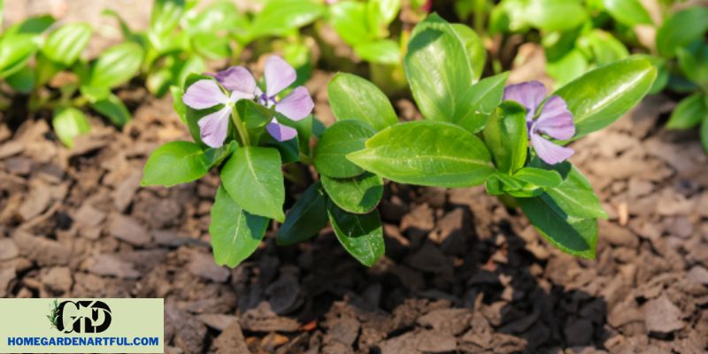 Best Soil and Sunlight Conditions for Vinca