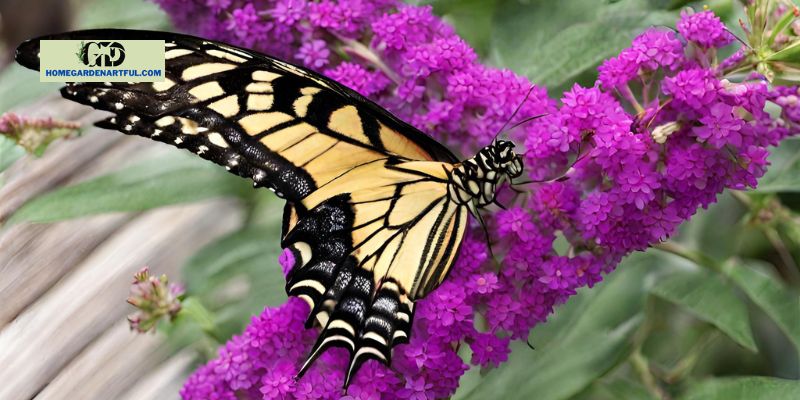 Propagating A Butterfly Bush from a clipping