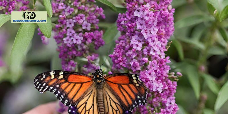 What is A Butterfly Bush?