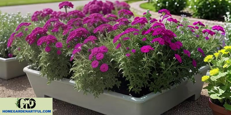Verbena Planting and Care Tips