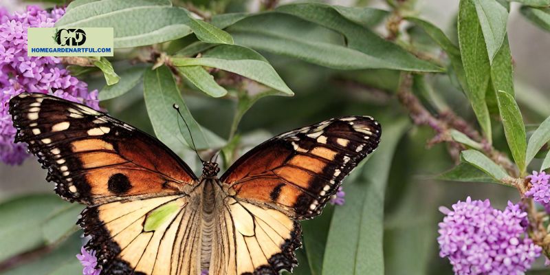 Care Instructions for a Butterfly Bush