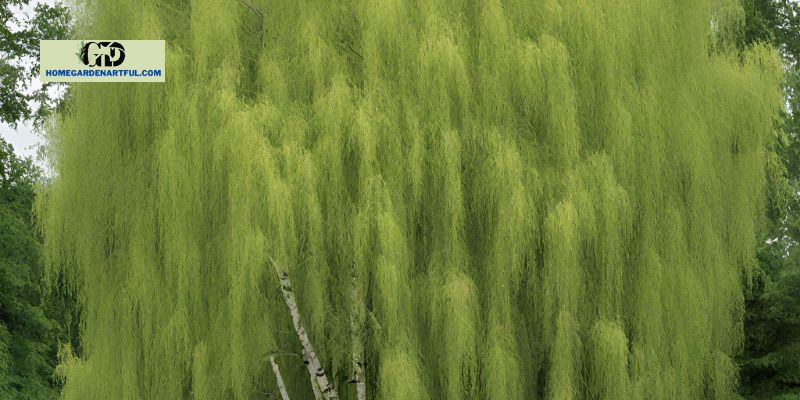 How to care for Young's Weeping Birch