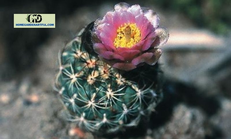Uinta Basin hookless cactus