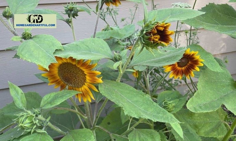 How to Grow Multiple Sunflower Heads