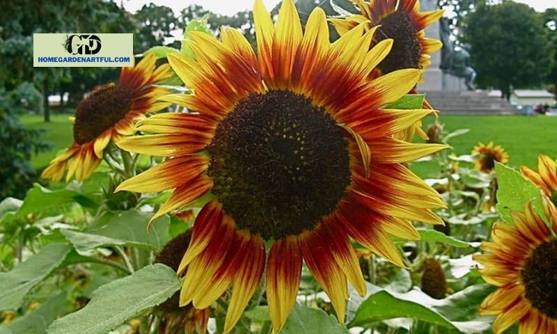 Sunflower Hybrid Seed Planting