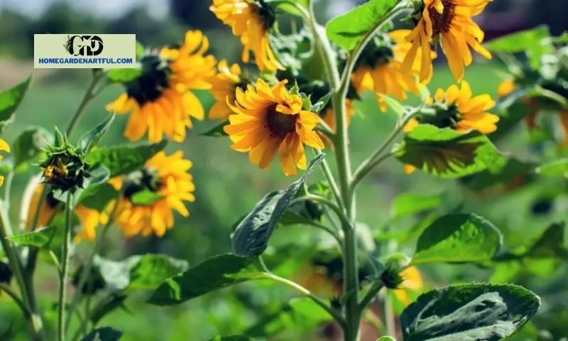 Why Do Sunflowers Have Multiple Heads?