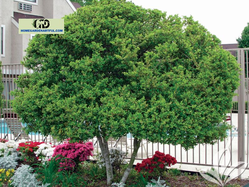 How To Care For Eagleston Holly Tree