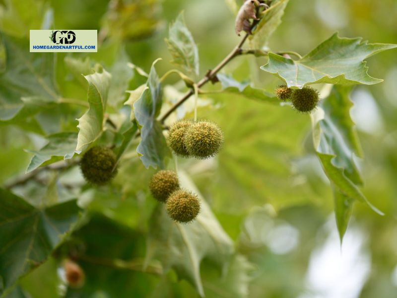 How to Grow Sycamore Trees
