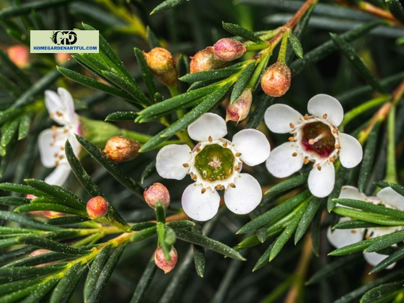 Caring for the Waxflower plant