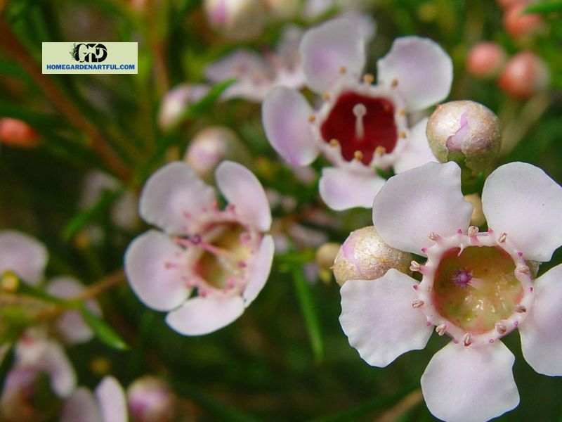 Common Waxflower Problems