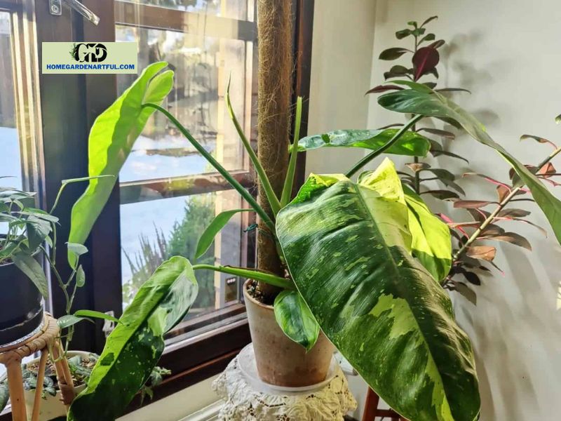 How to Take Care of a Philodendron Jose Buono