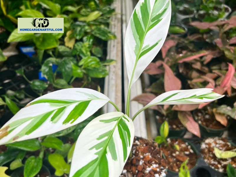 What is a Variegated Banana Plant?