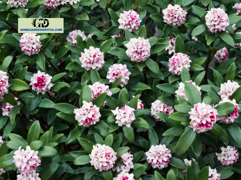 Diseases and pests on Daphne Eternal Fragrance