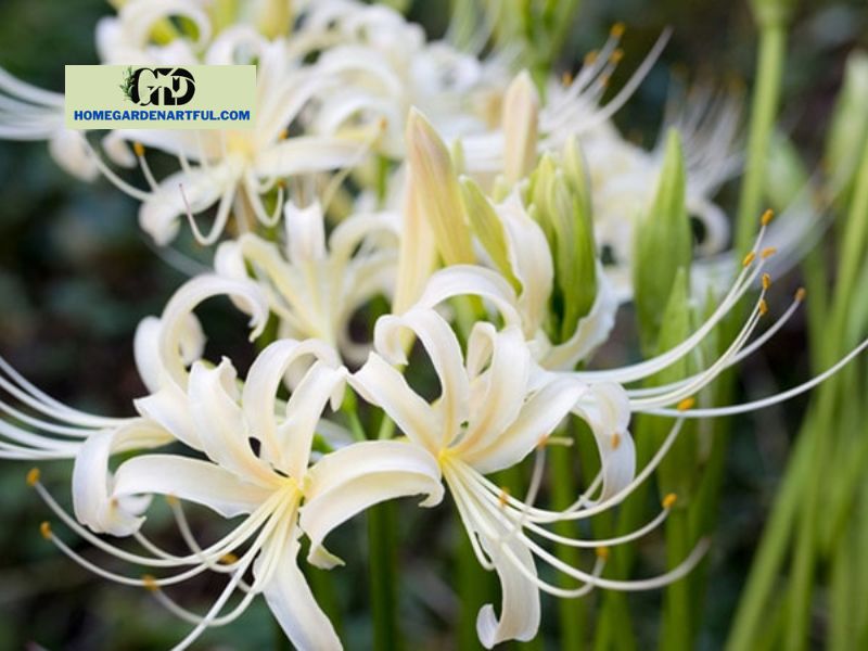 White Spider Lily Meaning