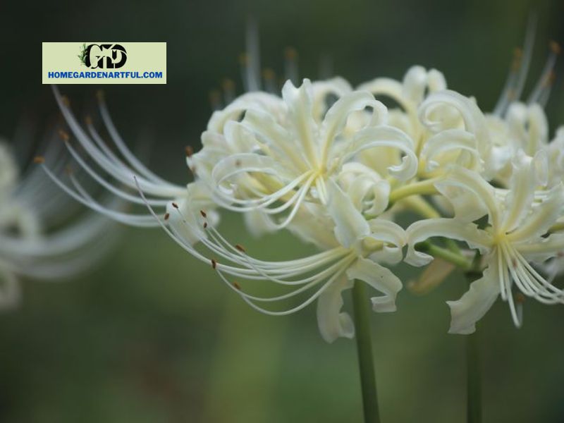 In literature and art, what do white spider lily flowers represent?