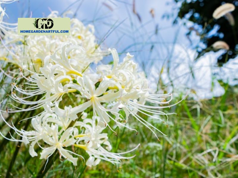 In a dream, what do white spider lily flowers represent?