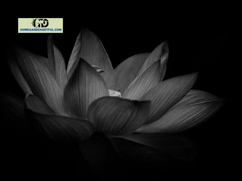 Meaning of Black Lotus in Hinduism