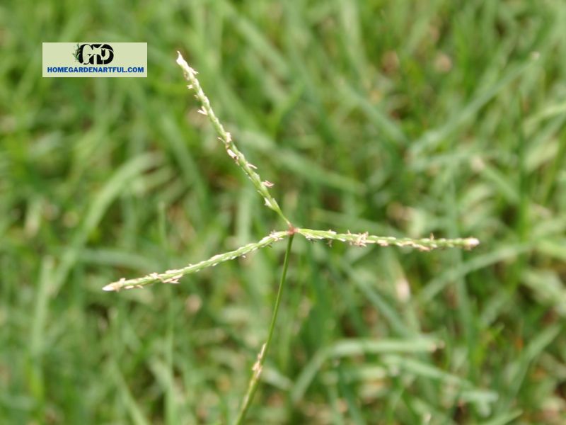 Brief Introduction to Bermuda Grass