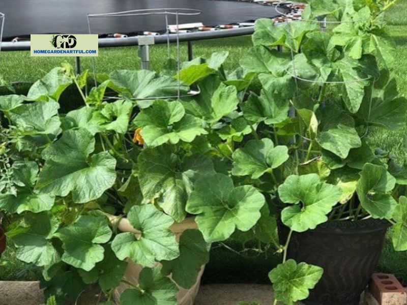 Growing Pumpkins in Small Spaces