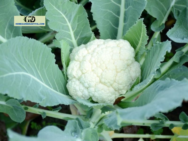 Growing Stages Of Cauliflower
