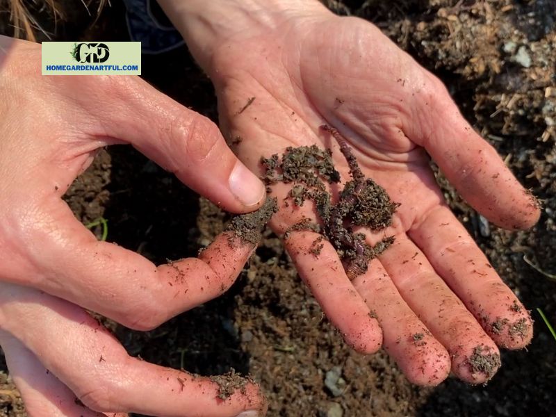 Some Horse Manure Composting Issues