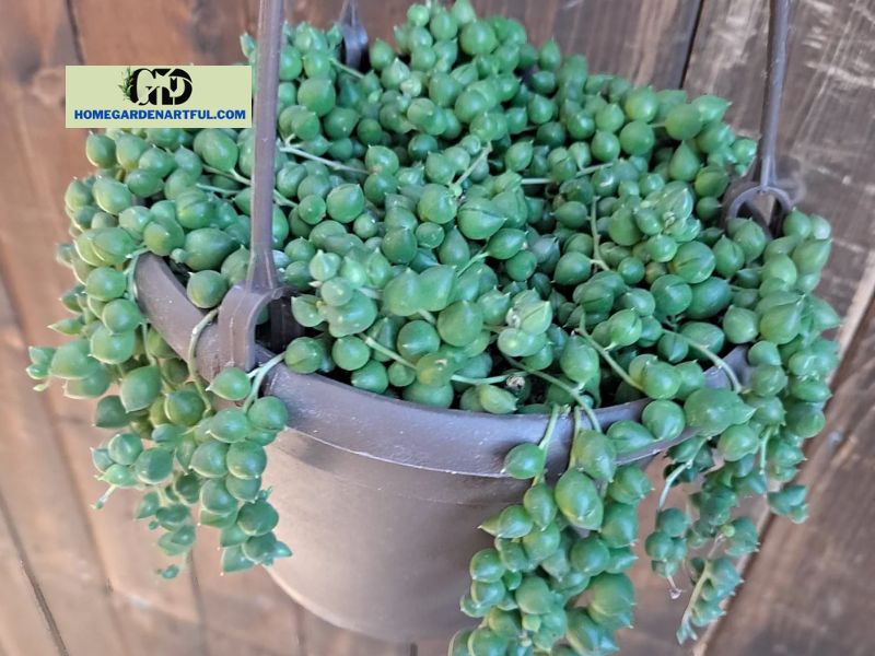 Is Blue String Of Pearls Plant real?