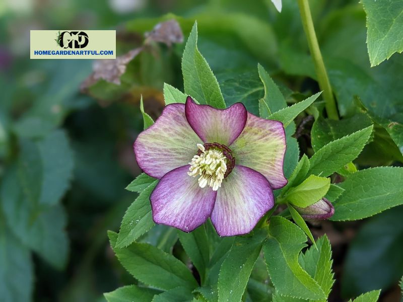 Hellebores can be divided or transplanted
