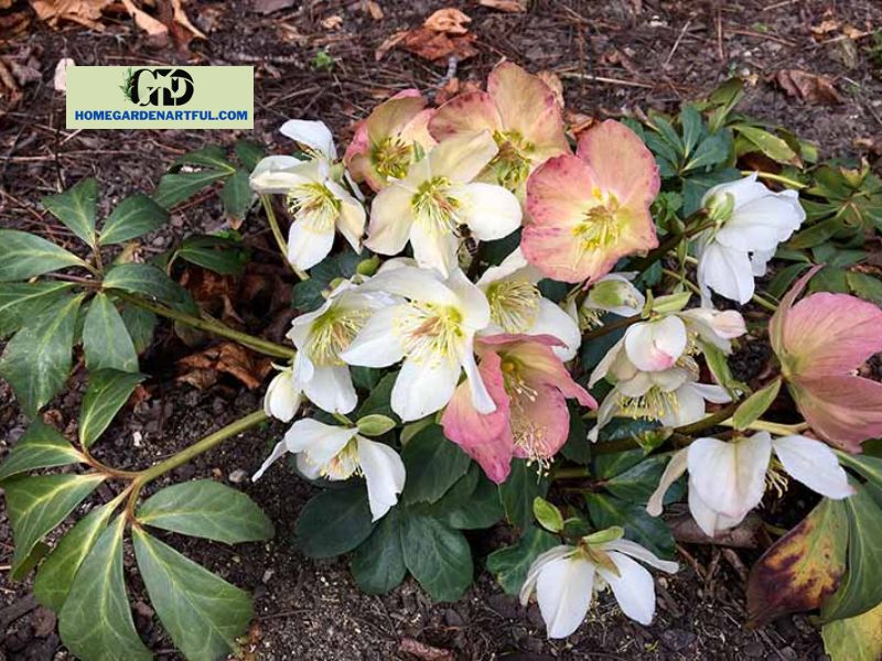 Hellebores In Summer: How Does This Plant Look Like?