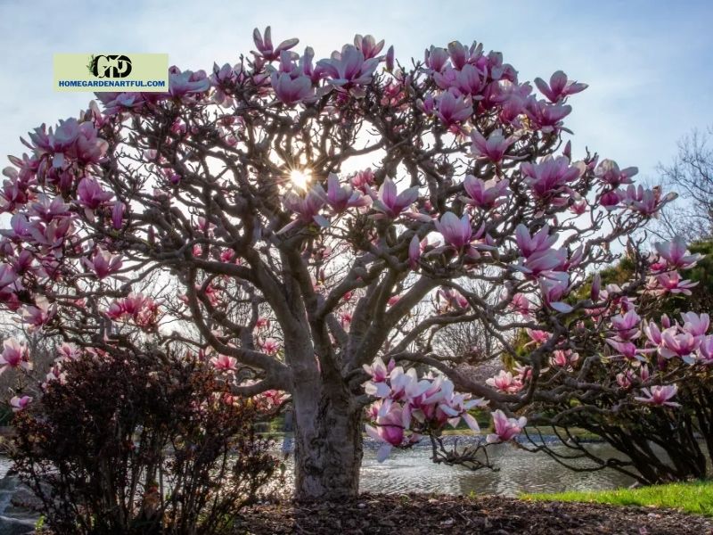 How To Propagate Magnolia Tree
