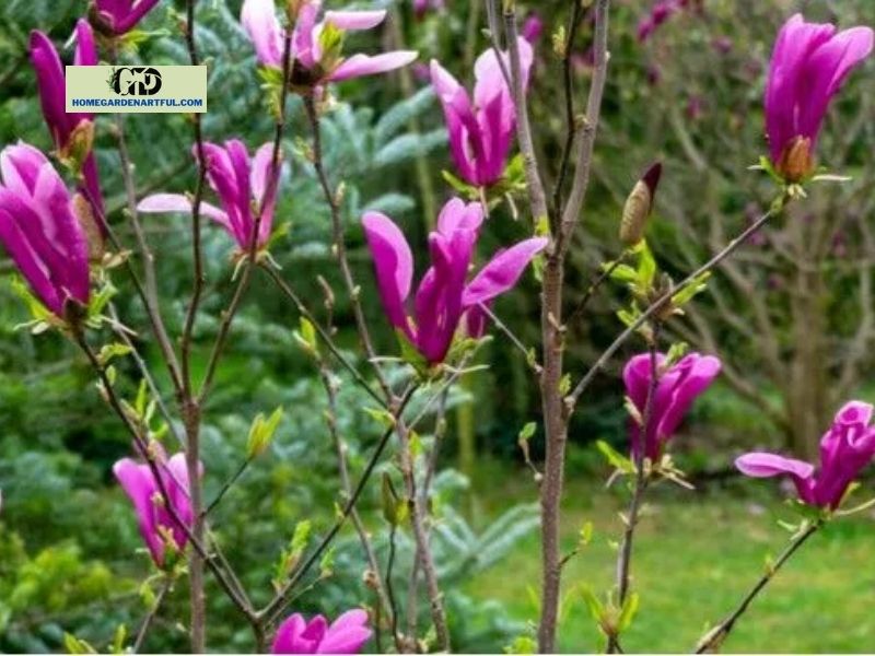 How To Propagate Magnolia Tree from Cuttings