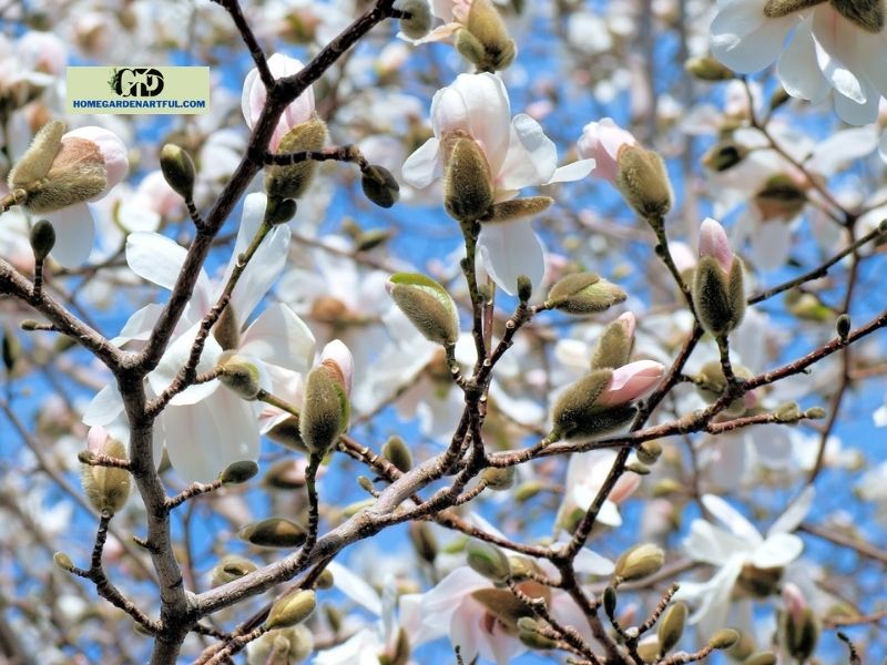 How To Propagate Magnolia Tree from Air Layering