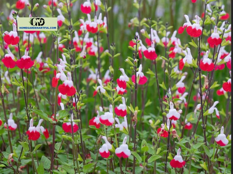 When Is It Okay to Reduce Your Hot Lips Plant?