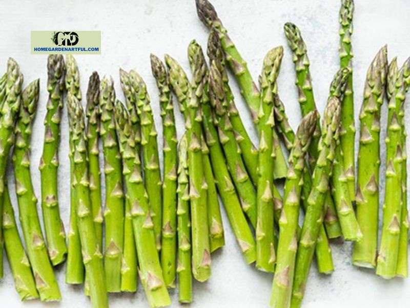 7 Stages Of Growing Asparagus