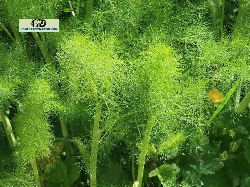 What Does Dill Look Like