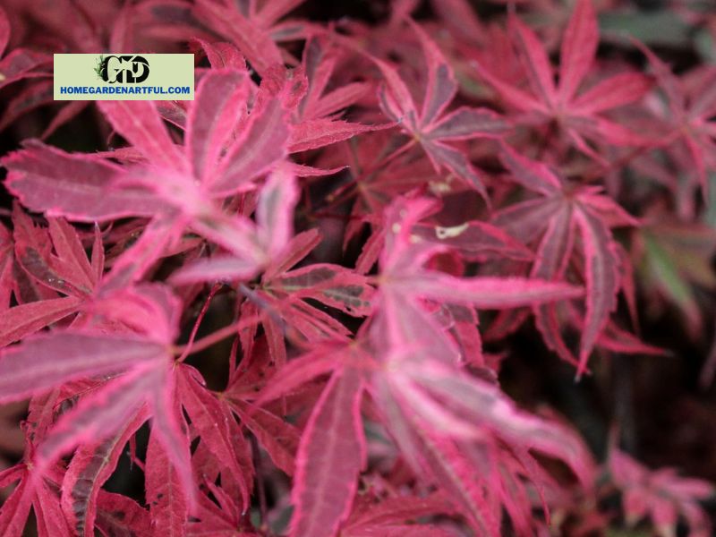 When Is the Best Time to Plant Japanese Maple Trees?