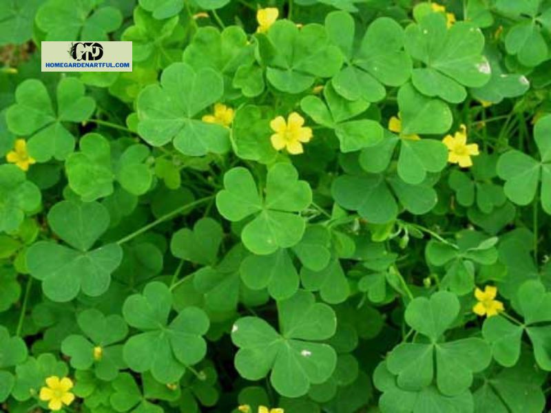 What Exactly Is Wood Sorrel?