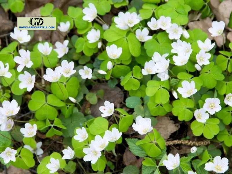 The Advantages of Growing Clover