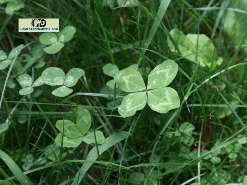 Identifying whether you have Wood Sorrel vs Clover