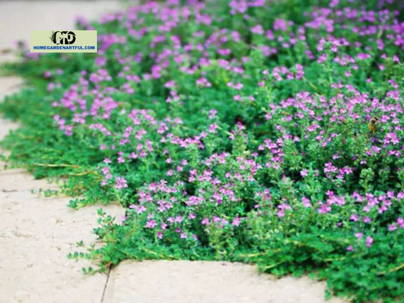 What You Should Know About Creeping Thyme