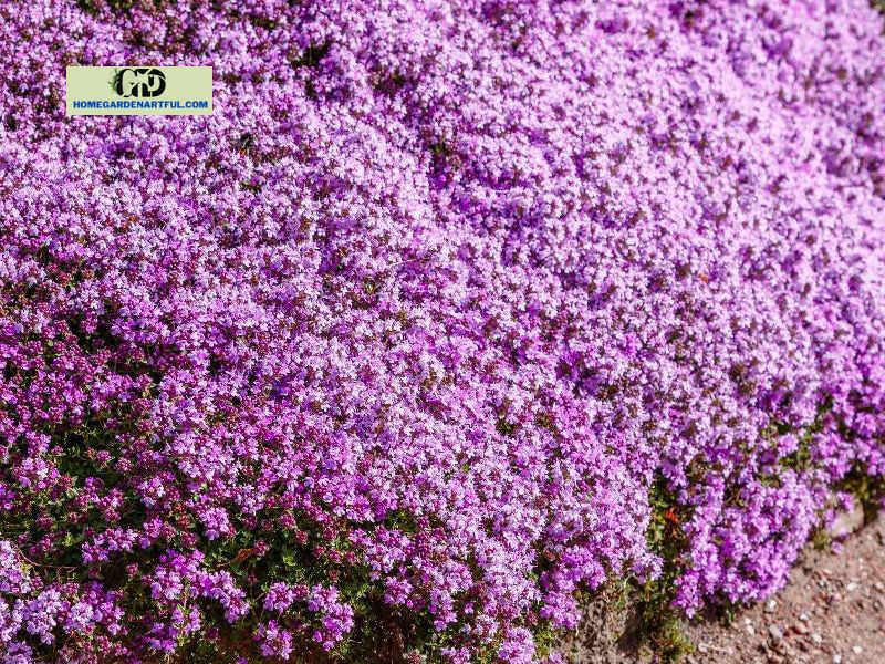 Creeping Thyme Growing Instructions