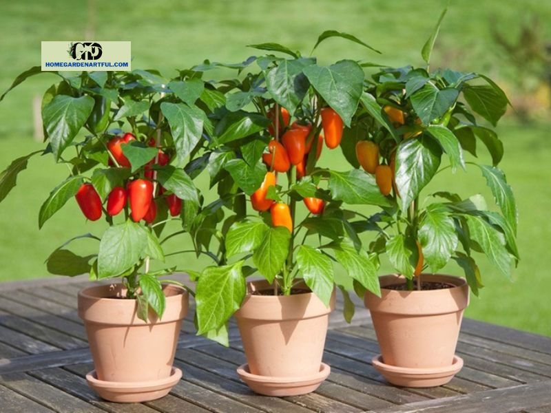 Using Paprika to Improve Plant Health