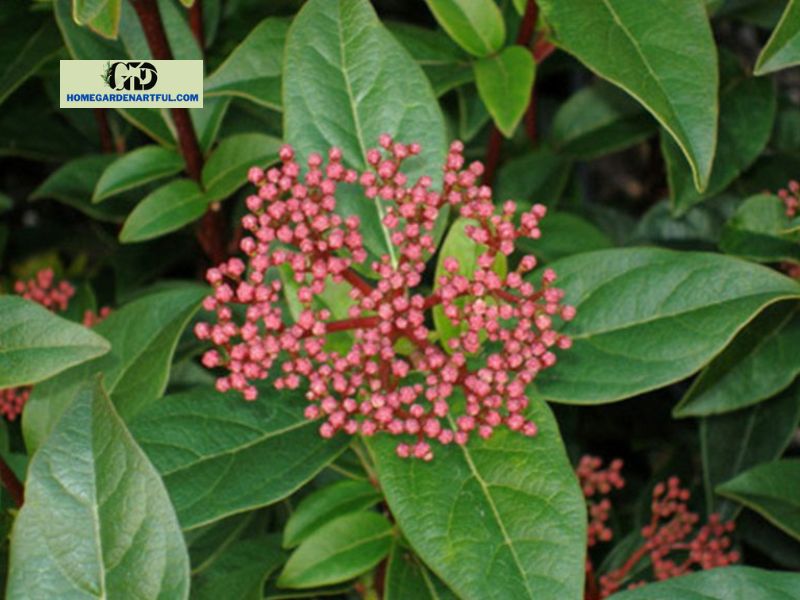 How to prune for Shades Of Pink Viburnum