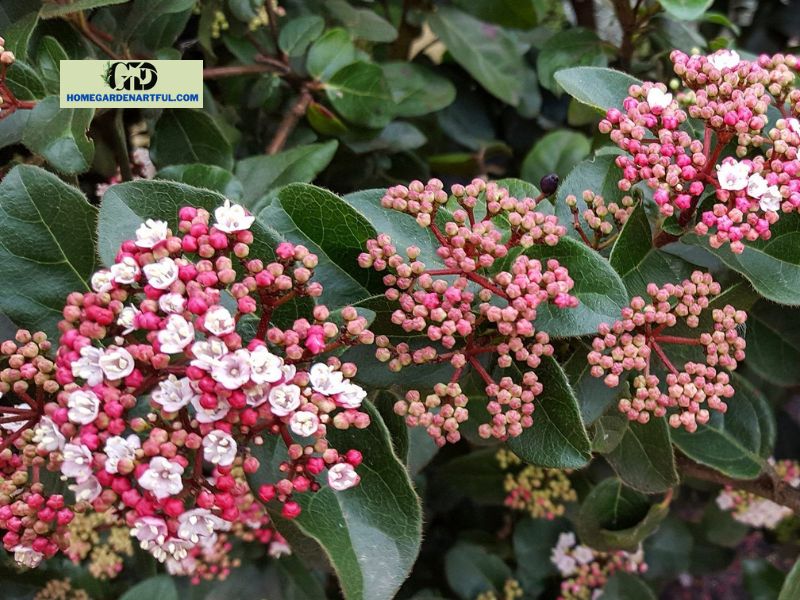 When to plant Shades Of Pink Viburnum