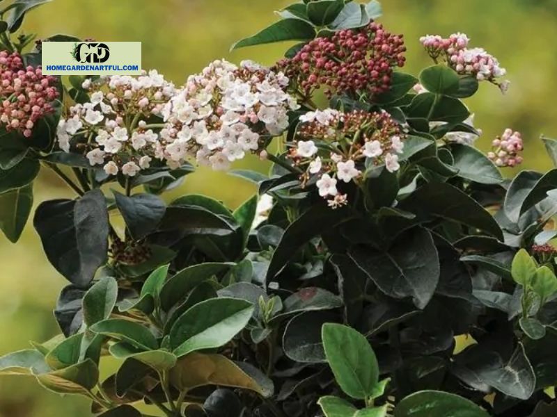 How to grow Shades Of Pink Viburnum in a pot